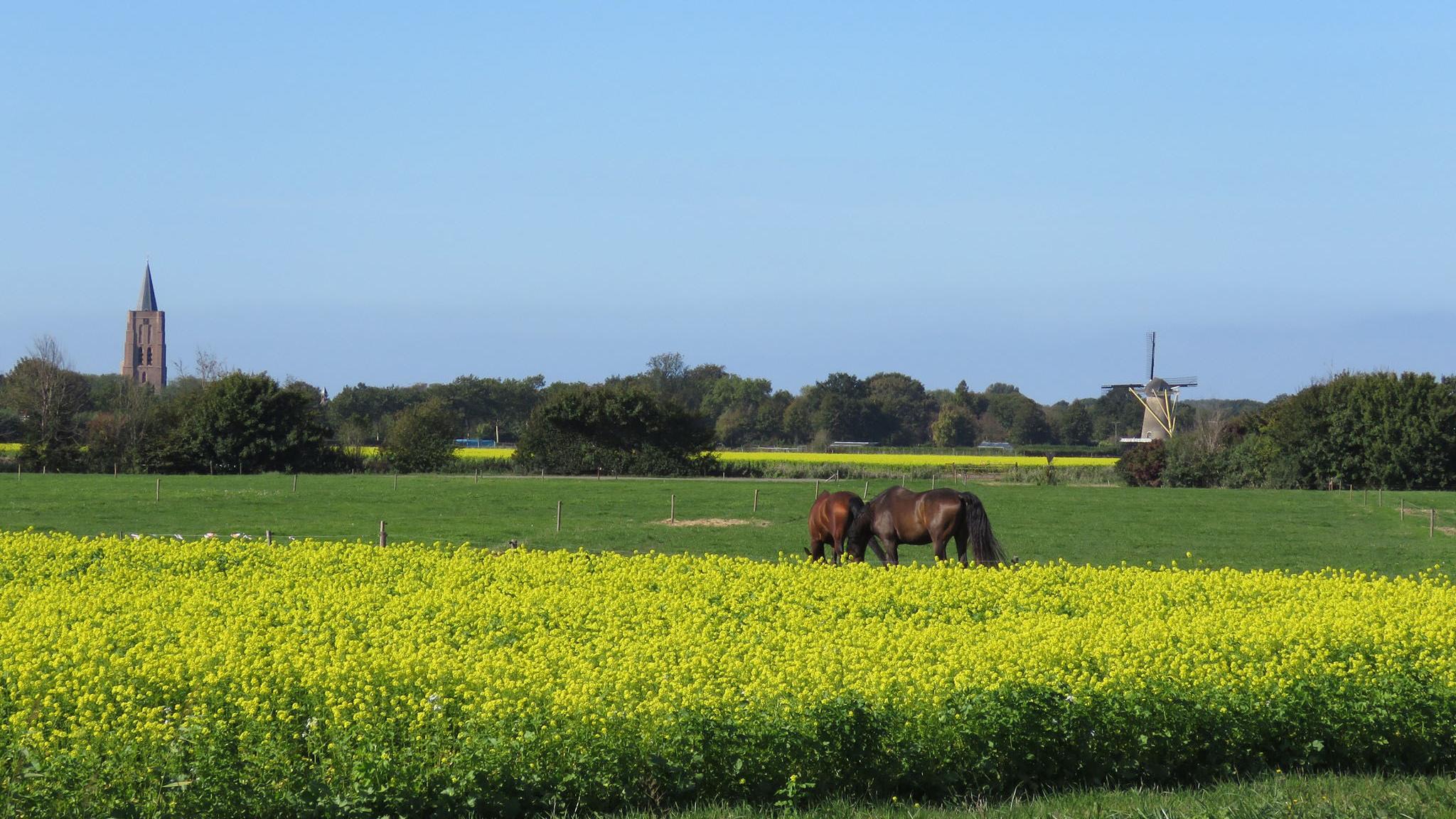 skyline_paarden